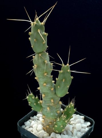 Maihueniopsis_pentlandii